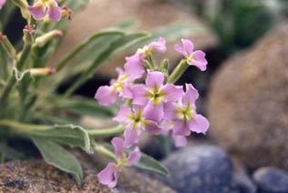 Matthiola fruticulosa ssp perennis